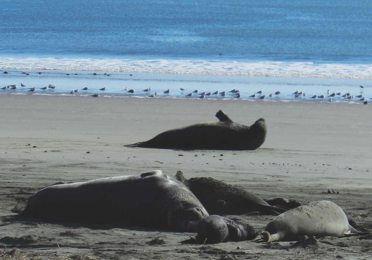 Beasts of the Pacific: Northern Elephant Seals at Home in Drakes Beach