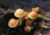Feb. 21 and 22 is the weekend of the inaugural Russian River Fungi Fest, a free celebration of West Sonoma County’s exceptional fungal ecosystem.
