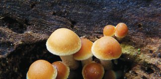 Feb. 21 and 22 is the weekend of the inaugural Russian River Fungi Fest, a free celebration of West Sonoma County’s exceptional fungal ecosystem.