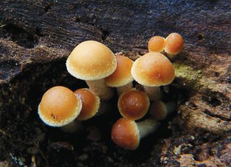 Feb. 21 and 22 is the weekend of the inaugural Russian River Fungi Fest, a free celebration of West Sonoma County’s exceptional fungal ecosystem.