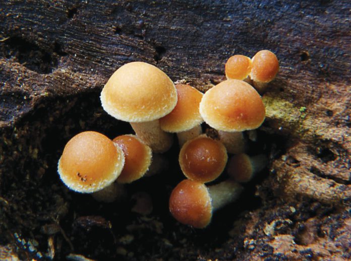 Feb. 21 and 22 is the weekend of the inaugural Russian River Fungi Fest, a free celebration of West Sonoma County’s exceptional fungal ecosystem.