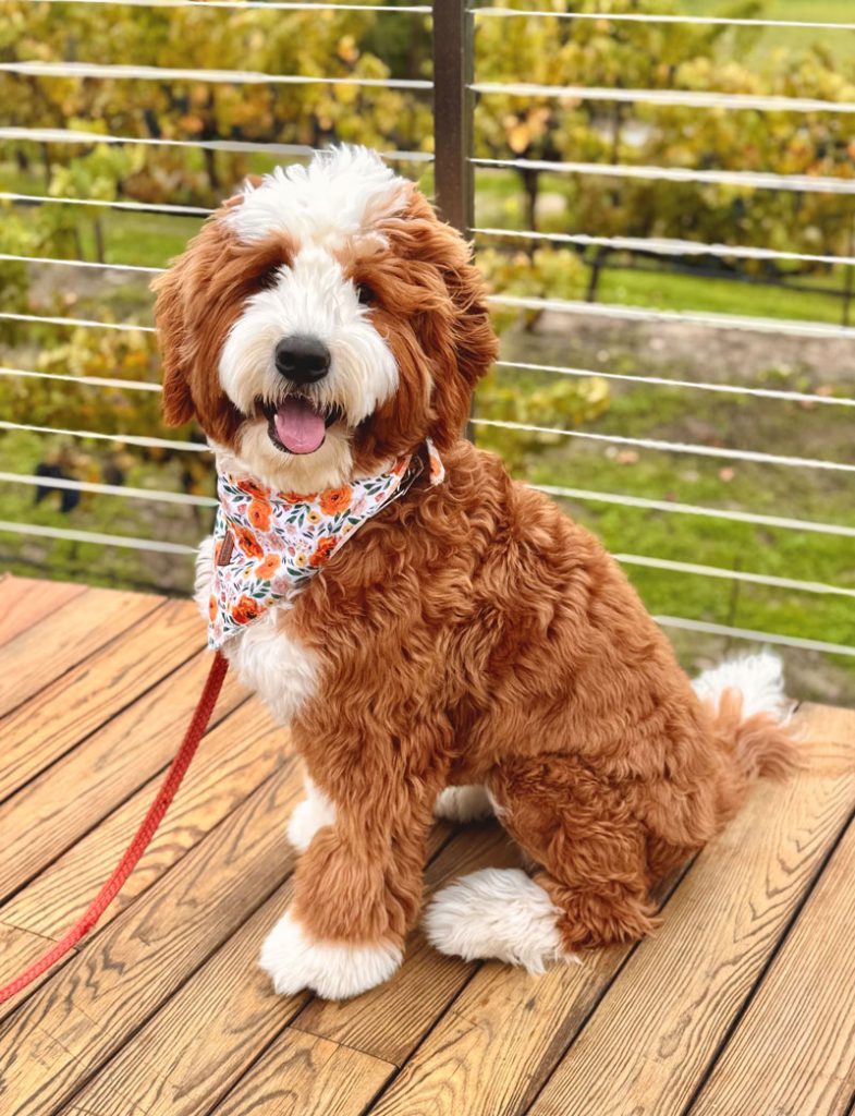 Piper, north bay pet photo contest