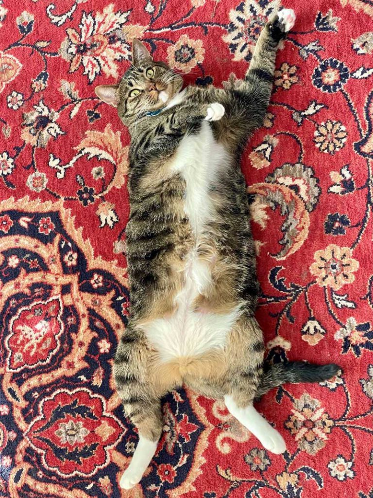 Raisin, north bay pet photo contest