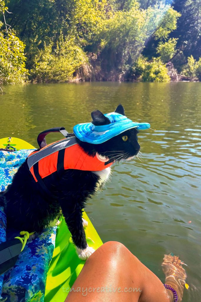 Vlad the Nomad, north bay pet photo contest