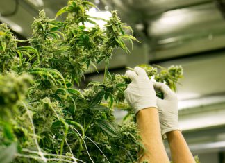 Best of Cannabis, best of the north bay