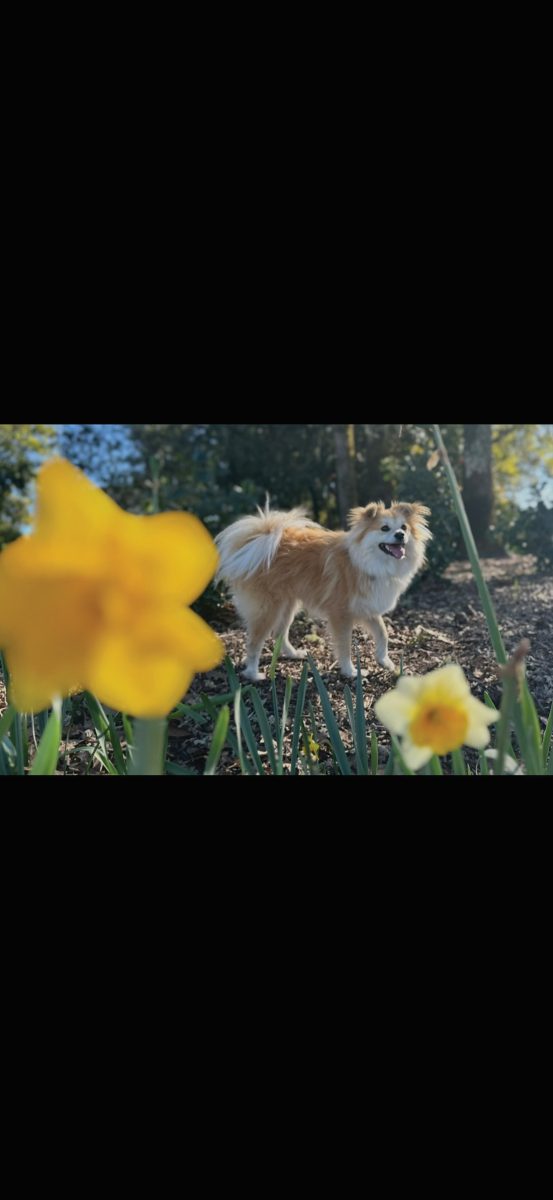 Dog-influencer Mako, the wonder pooch, has his own Instagram account.