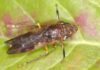 The glassy-winged sharpshooter just hitched a ride from a Fresno nursery to Costco stores across Northern California, including those in Sonoma and Marin counties.