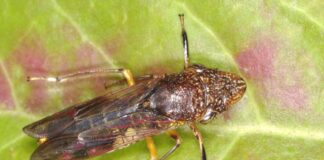 The glassy-winged sharpshooter just hitched a ride from a Fresno nursery to Costco stores across Northern California, including those in Sonoma and Marin counties.