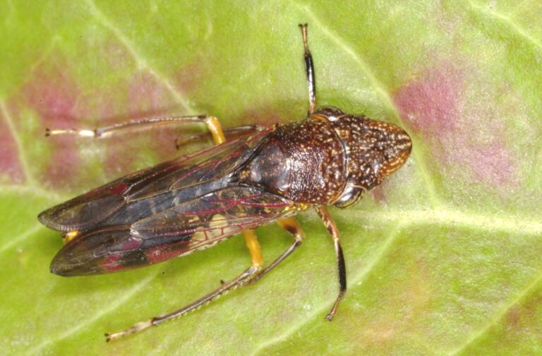 Invasive Glassy-Winged Sharpshooter Found in North Bay Costco Stores
