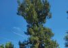 Neighbors want "Rosie," a healthy 70-year-old redwood, saved from destruction but the City of Santa Rosa claims it has damaged the sidewalk.
