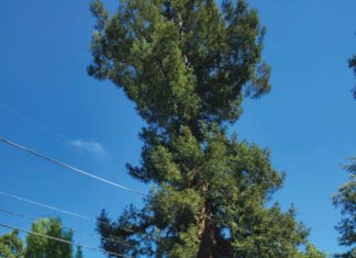 Rosie’s Stand, Protecting a Heritage Redwood Neighbors want "Rosie," a healthy 70-year-old redwood, saved from destruction but the City of Santa Rosa claims it has damaged the sidewalk.