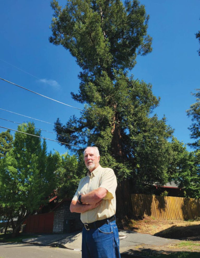 Rosie’s Stand, Protecting a Heritage Redwood