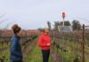 Regina Martinelli of the Martinelli Winery hopes music played at a one-hour interval from dawn to dusk will be the only thing the vines need to grow this year.