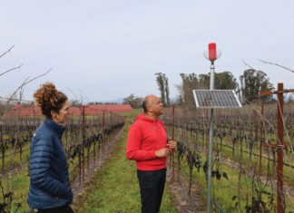 Regina Martinelli of the Martinelli Winery hopes music played at a one-hour interval from dawn to dusk will be the only thing the vines need to grow this year.