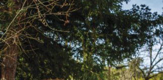 In 2025 alone, the Russian River Keepers—self-styled protectors of the river—pulled roughly half a million pounds of trash from its waters, a volume that has grown, year over year, for the past five years.