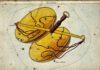 Antique illustration of the Libra constellation showing golden scales and labeled stars.