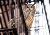 Flaco, a Eurasian eagle-owl with bright orange eyes, perched on a railing in New York City.