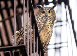 The Owl and the City: ‘Wild Inside’ Lands Flaco at Rialto Flaco, a Eurasian eagle-owl with bright orange eyes, perched on a railing in New York City.