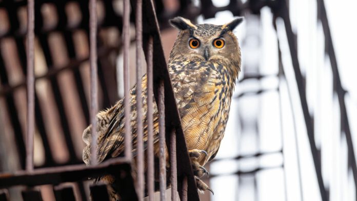 Flaco, a Eurasian eagle-owl with bright orange eyes, perched on a railing in New York City.
