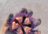 A gloved hand holds an open purple sea urchin, its orange interior exposed against a sandy background.
