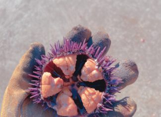 A gloved hand holds an open purple sea urchin, its orange interior exposed against a sandy background.