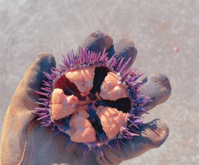 A gloved hand holds an open purple sea urchin, its orange interior exposed against a sandy background.