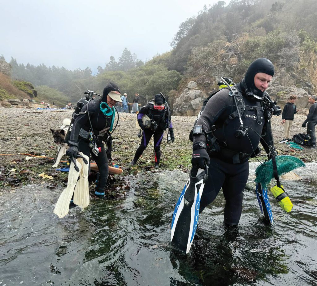 Divers in wetsuits wade ashore carrying fins and collection nets at a rocky, foggy cove.