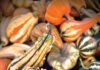 A group of ornamental gourds in various shapes, colors and textures.