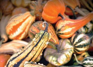 A group of ornamental gourds in various shapes, colors and textures.