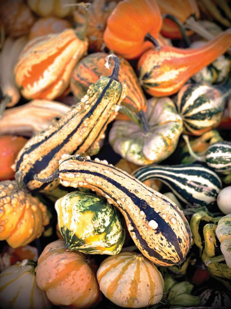 Consider the Gourd, Symbol of Harvest