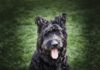 A black dog with wavy hair and perky ears sticks out a pink tongue and sits on the grass.