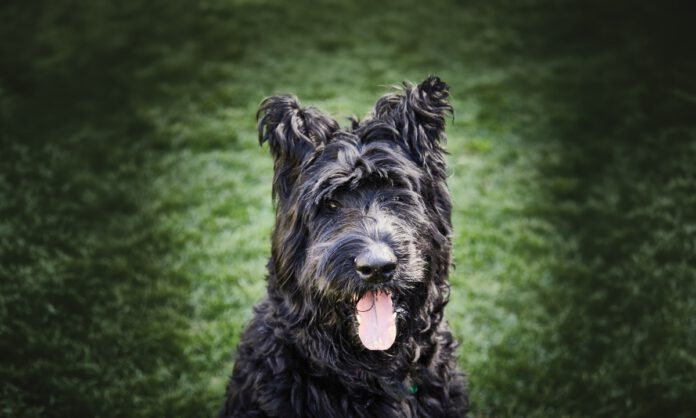 A black dog with wavy hair and perky ears sticks out a pink tongue and sits on the grass.